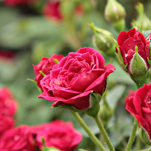 Rosa  Ciklámen - crvena  - patuljasta ruža 